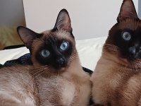 Safkan Siyam Kedisi Yavruları