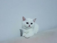 Cana Yakın Uysal Sevgi Dolu British Shorthair Yavruları