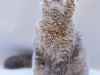 Kıvırcık Tüylü British Shorthair Kediler