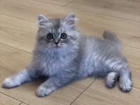 2 Aylık Yavru Chinchilla Melezi Kedimiz