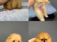 Üst düzey pomeranian boo yavrular