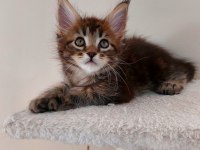 Full Şecereli Maine Coon Unvanlı Ebeveynlerden Polydactil