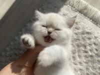 1 Aylık Maviş British Shorthair Yavrularımız