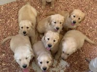 Vecihiden Safkan Babyface Golden Retriever Bebekler