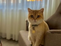 Ücretsiz Sahiplendirme British Shorthair