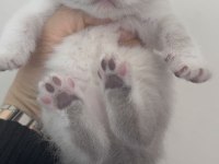 Sevgi Dolu British Shorthair Yavrularımız