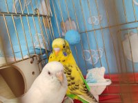 Çift Muhabbet Kuşu