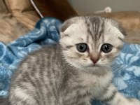 Scottish fold silver bebek