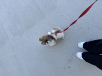 Anne pekinez baba pomeranian