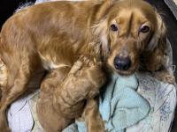 45 Günlük İngiliz Cocker