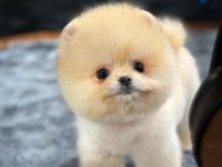Teddy Bear Pomeranian Boo