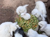 Hollanda lop tavşanlar