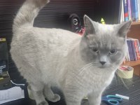 Kedimize Yeni Evini Ve Sahibini Arıyorum