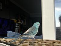 Şarkıcı Pareket Papağanımız