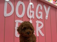 Tüy Yumakları Köpeklerimiz Yeni Mutlu Ailesini Arıyor