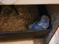 Show Muhabbet Kuşu Açıklamayı Okuyunuz