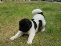 Amerikan Akita Yavru Köpekler