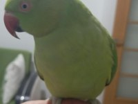 Evcil Çift Pakistan Papağanı Dişi Konuşuyor