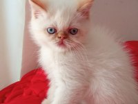 İran Kedisi 2 Aylık Yavrular