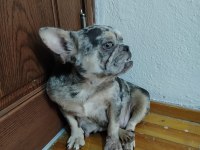 A Kalite Blue Merle Fransız Bulldog Dişi 1.5-2 Yaş