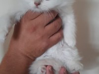 Blue point scottish-british shorthair yavrular sahiplendirme