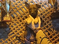 Sağlam kan hattı iri belçika kurdu oğlanlar