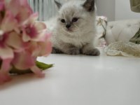 Güzel British Shorthair Bebeklerim