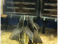 A Kalitesi İki Adet Büyüyebilen Vatoz