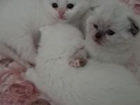 Yavru British Kediler