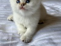 Şecereli anne babadan son yavru kedimiz