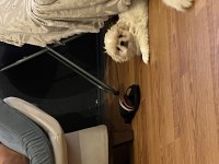 Zıpır Pekinez Kardeşler