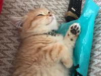 British 3 Aylık Dişi Yavru