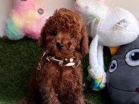 Safkan Toy Poodle Yavrularımız