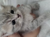 1 Aylık British Shorthair Yavrular