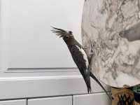 Sultan Papağanlarım