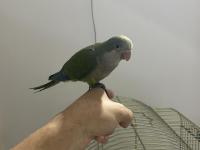 1.5 Aylık Full Evcil Oyuncu Ele Gelen Monk Papağanı