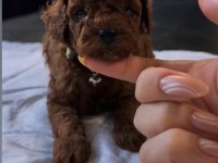 Teslime hazır kore red brown poodle