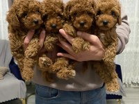 A kalite orjinal koyu toy poodle
