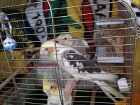 Ele Alışkın Isırma Bilmezler Evcil Çok Güzel Çift Sultan Papağanı