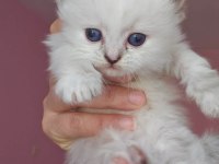 3 Dişi British Longhair