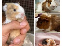 Rengarenk çok tatlı ginepig yavrular