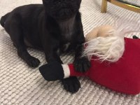 Açık Satılık Pug Geleni Üzmem