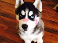 Mavi Boncuk Husky Kimdeyse Benim Gönlüm Ondadır