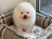 Pomeranian boo teddy bear yavrularımız