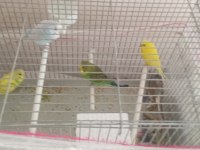 Yavru Ve Yetişkin Çift Muhabbet Kuşlar