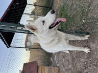 Safkan Sibirya Kurdu 1,5 Yaşında