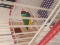 Genç Gokkuşağı İspinozu