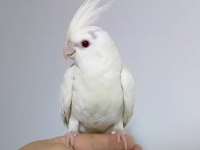 Yeni yeme düşen papağan yavruları