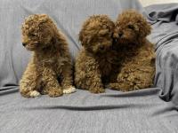 Toy Poodle Dişi Ve Erkek Teslime Hazır Yavrular