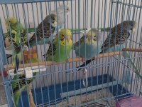 Sahiplendirilecek muhabbet kuşu yavruları